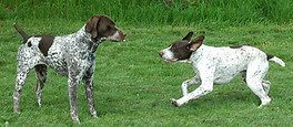 Cooper and Duce playing.jpg
