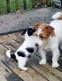 katie 9mo w litlte brother Tri 6 wks.jpg