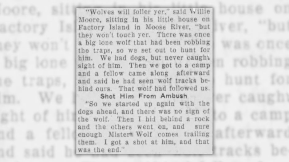 “Mister Wolf comes trailing”