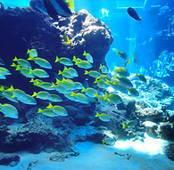 Fish flock