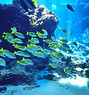 一群魚