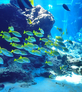 Fish flock