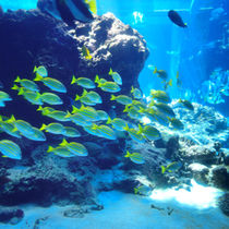 Formar líderes no es suficiente: necesitamos Inteligencia Organizacional