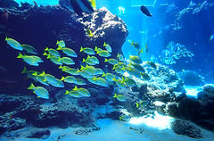 des poissons dans la mer