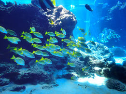 Oceans of Possibilities with 4-H and Library Collaborations
