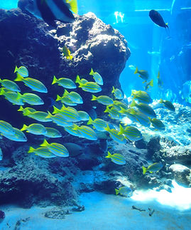 Fish flock