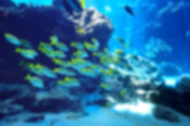 Fish flock