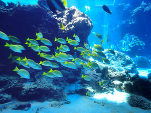 Wiederherstellung des Klimas