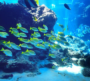 Fish flock