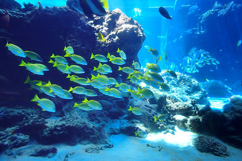 Fish flock