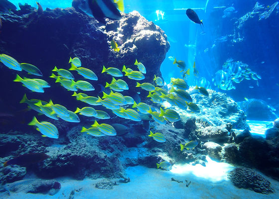 魚の群れ