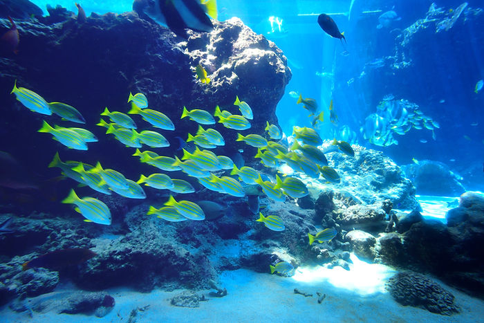 Fish flock