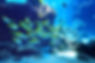 School of fish swimming coral reef