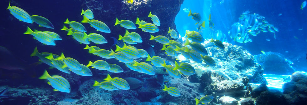 魚の群れ