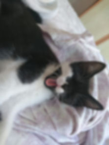 kedi sahiplendirme ilanları