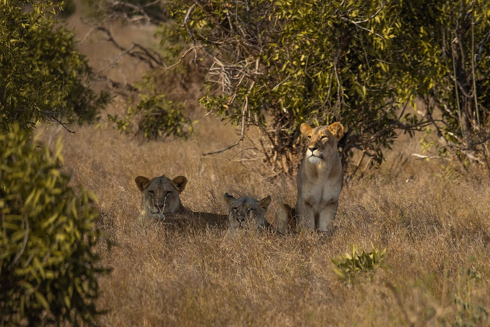 Safáris no Parque Nacional Kruger - Uma Experiência para Todos