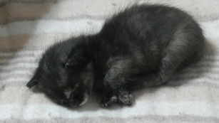 「にゃんこ先生からの教え」 (文:慶(kei))