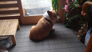 犬は神様からのプレゼント!! (文:百はなよ)