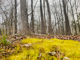 Take Your Nature Pill