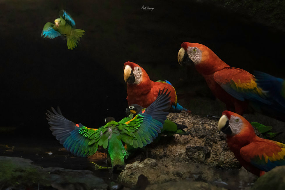 A7402357-Edit copy.jpg