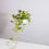 Thumbnail: Marble queen money plant