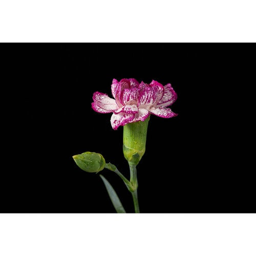 Thumbnail: Godox Brand Photography Flash Light MF12
