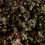 Thumbnail: Sedum hanging