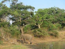 Sri lanka: Glamping at Yala National Park