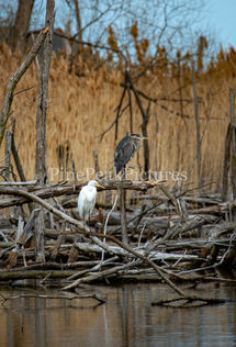 two herons sitting on a pile of sticks next to a river in Ohio