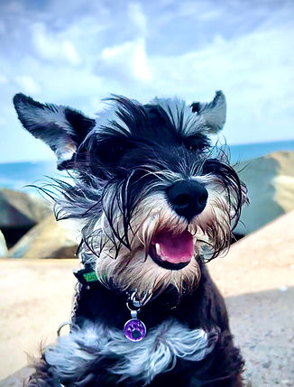 Fonzy the dog