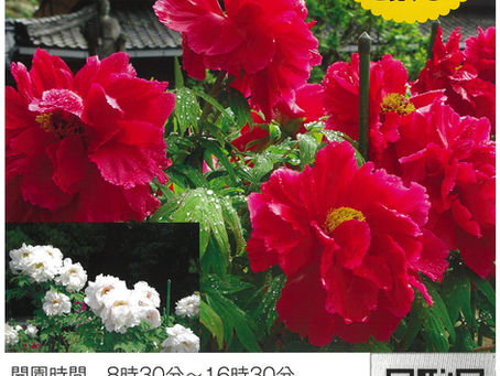 萬勝院のぼたんが見ごろを迎えます！