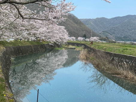 上郡の見どころ　🌸栗原の桜並木🌸