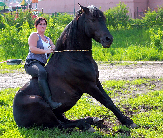 Show «horse-rider-2014»