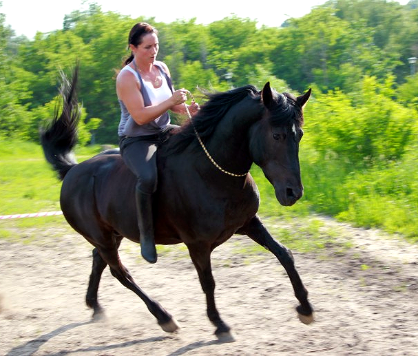 Show «horse-rider-2014»