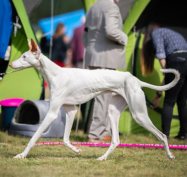 Ibizan Hound Mallorquin in the ring