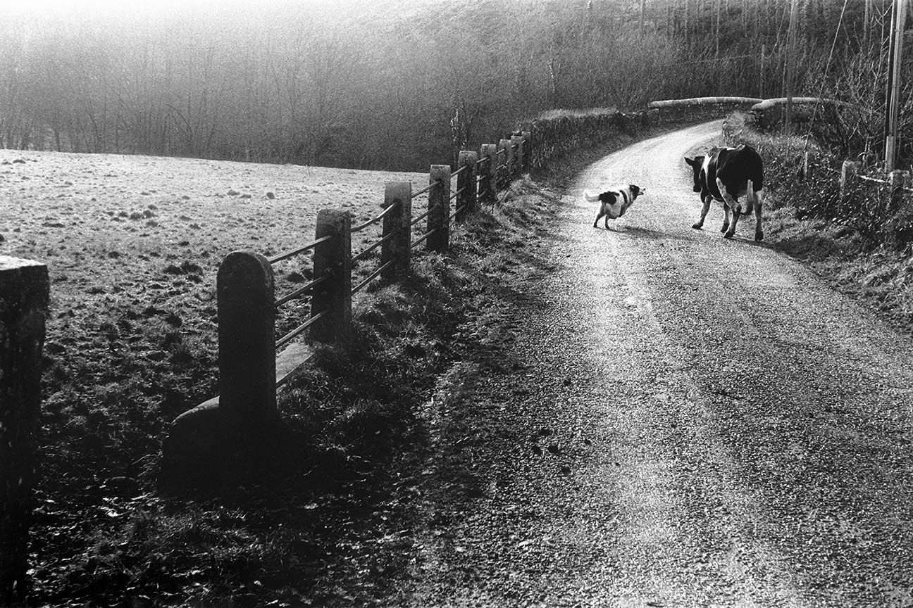 Roger Deakins: Sheepdog and cow, Beaford, 1971