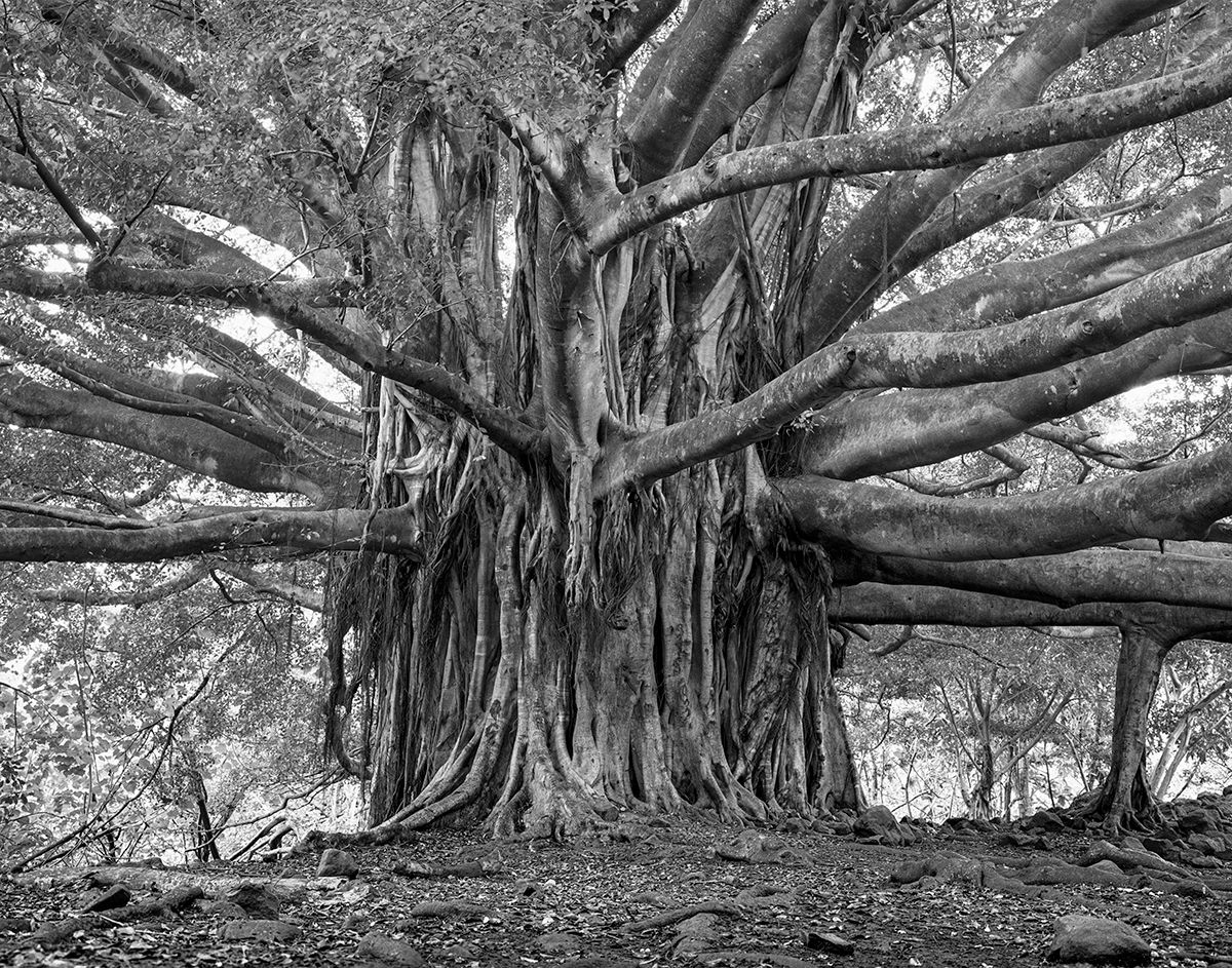 Joe Marabito: Banyan Tree,  2005