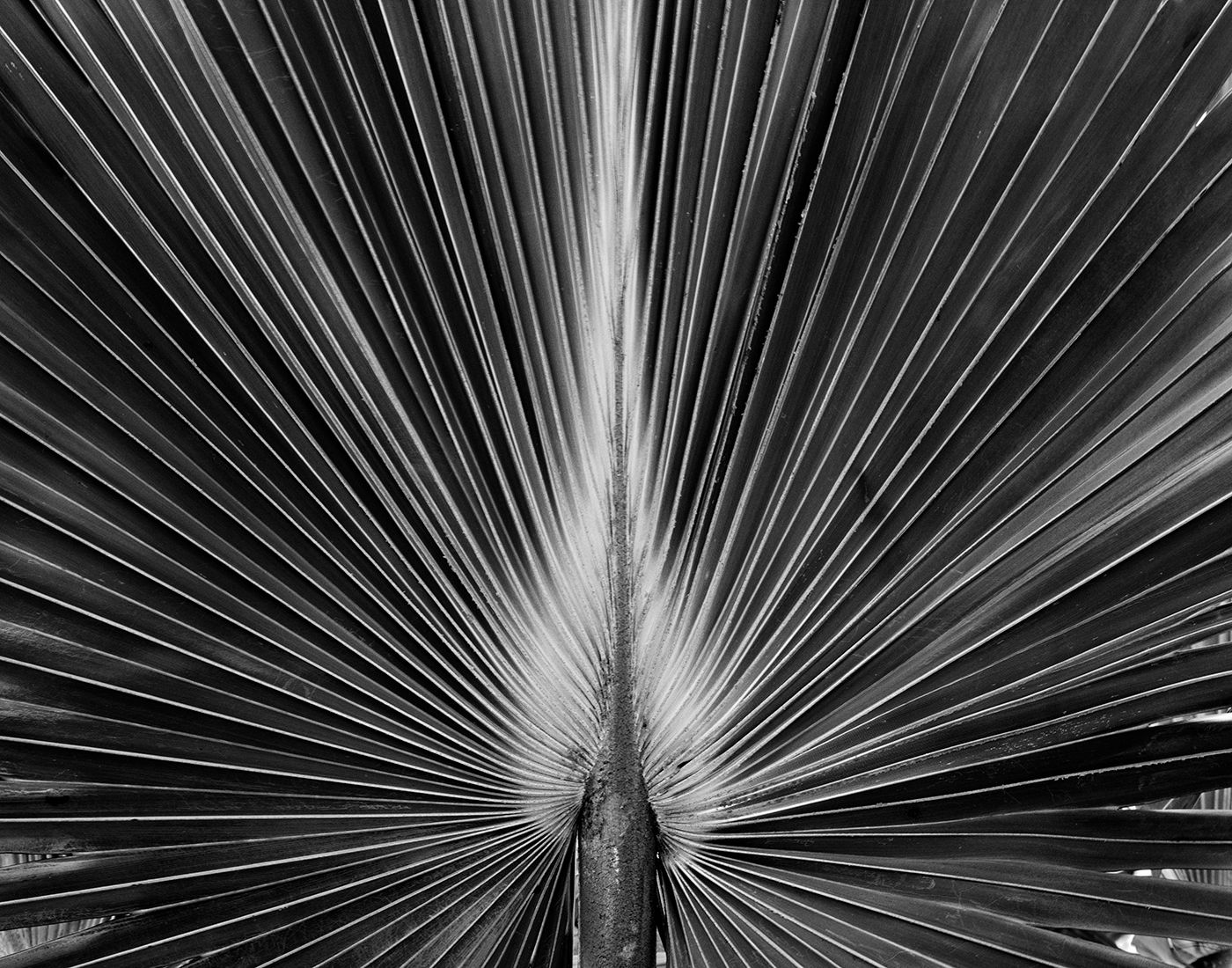 Joe Marabito: Blue Latan Palm, Saint John, US Virgin Islands, 1994