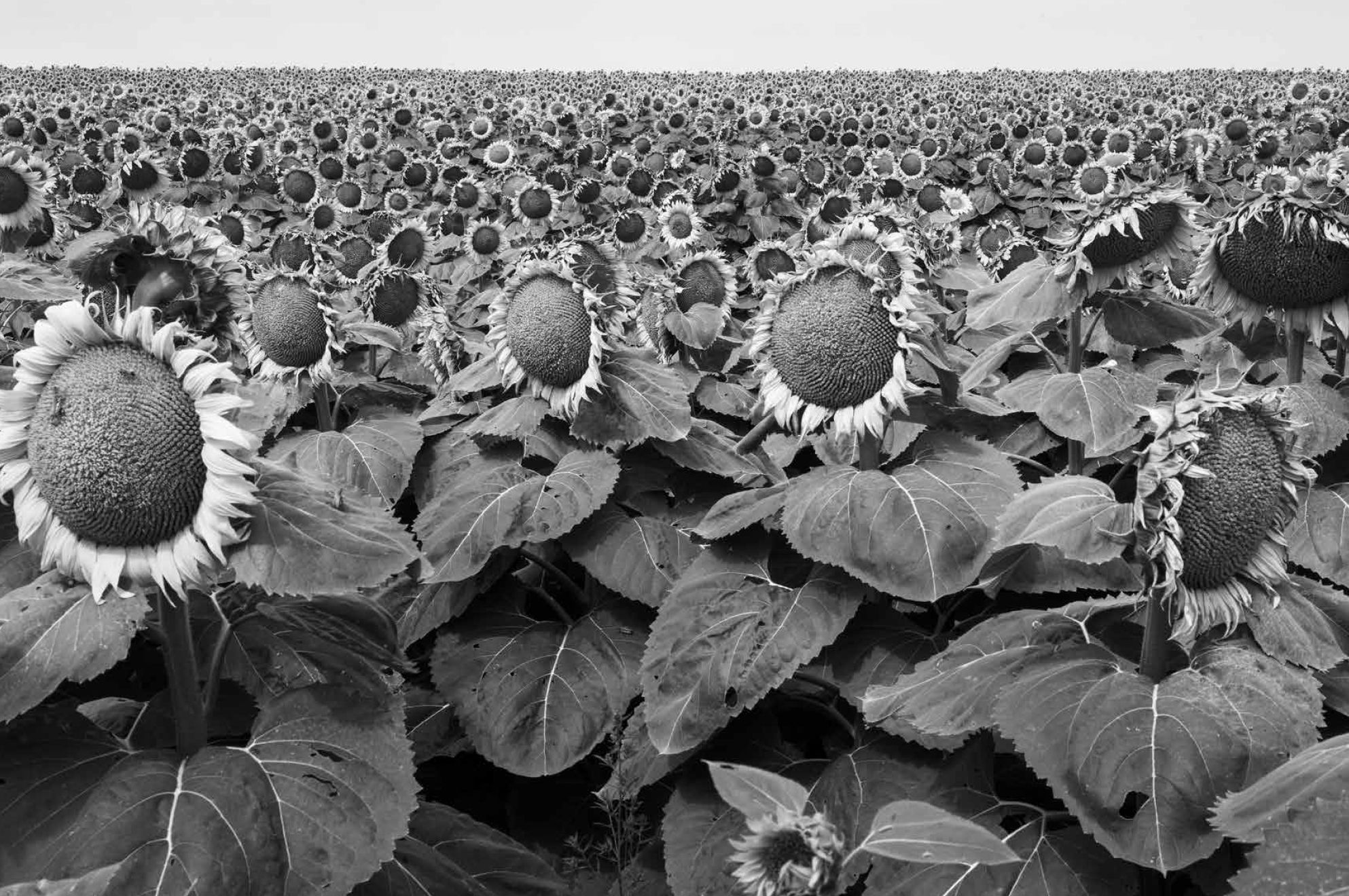 Richard Sharum: Sunflower Field, Gann Valley, South Dakota, 2023