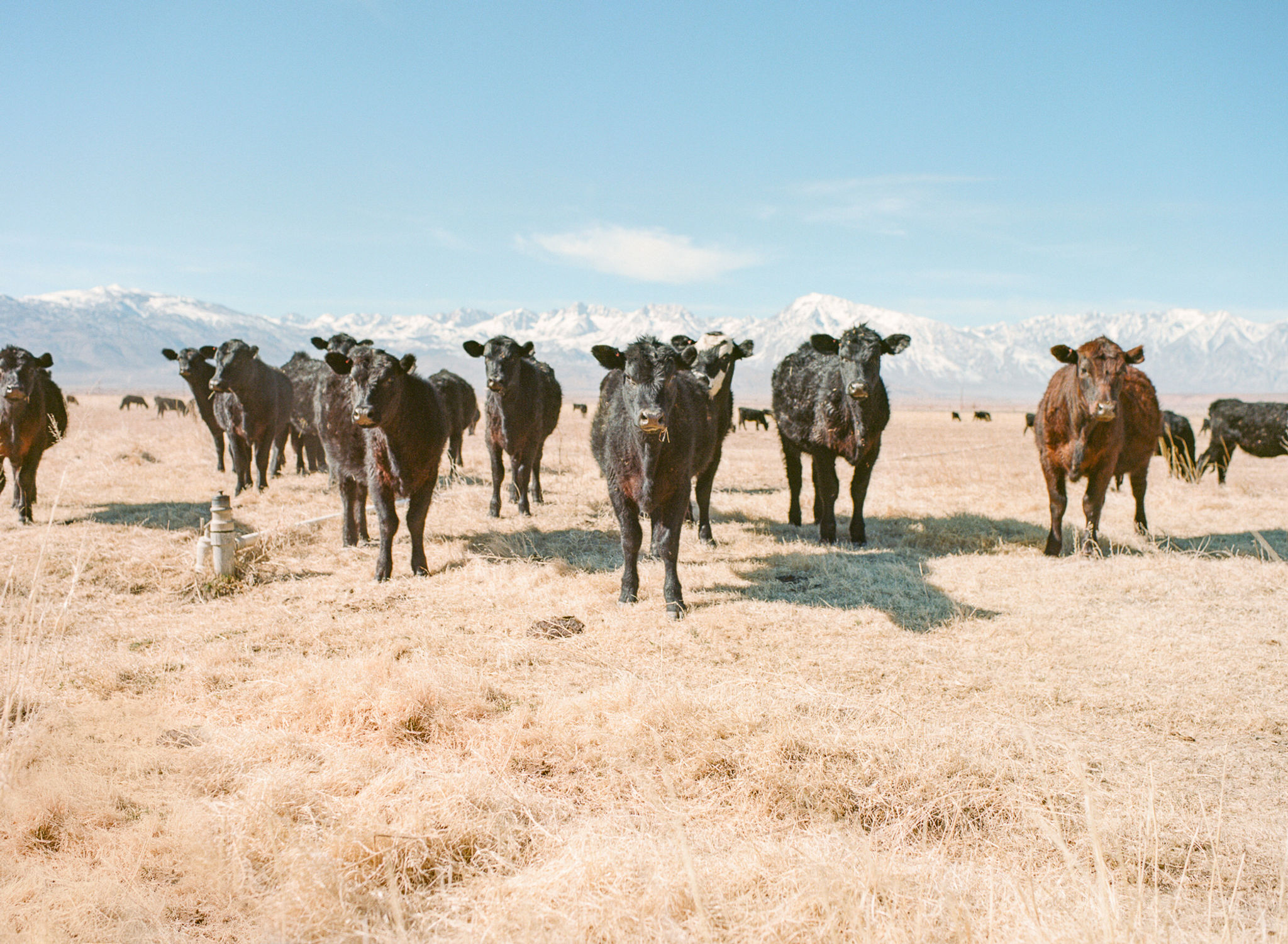 Nicholas Dantzer: Looking Cow, 2022