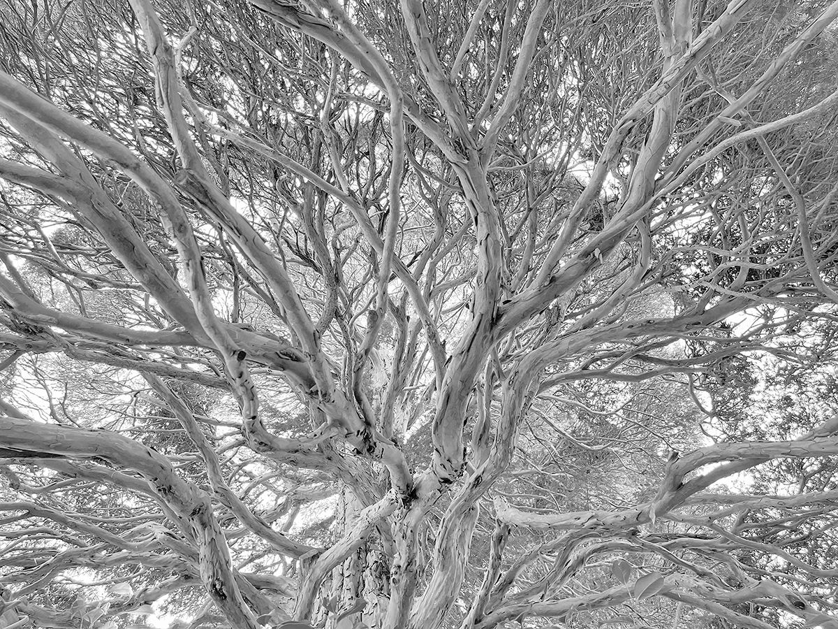 Joe Marabito: English Yew, 2022