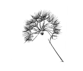 MAKE A WISH DANDELION ART (BLACK) 2.2.pn