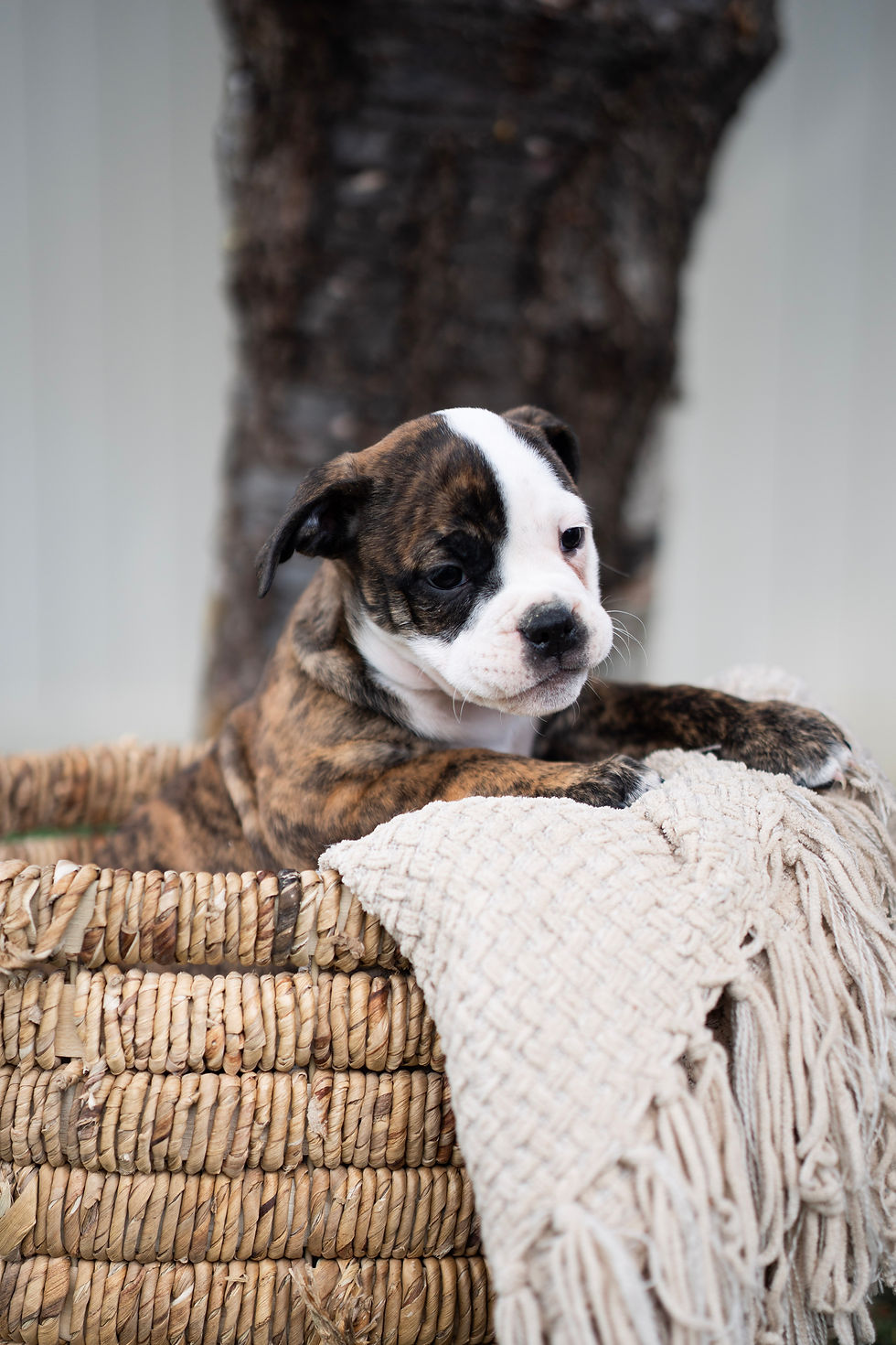 chocolate brindle colored bulldog with a half white half brindle face sitting in a basket