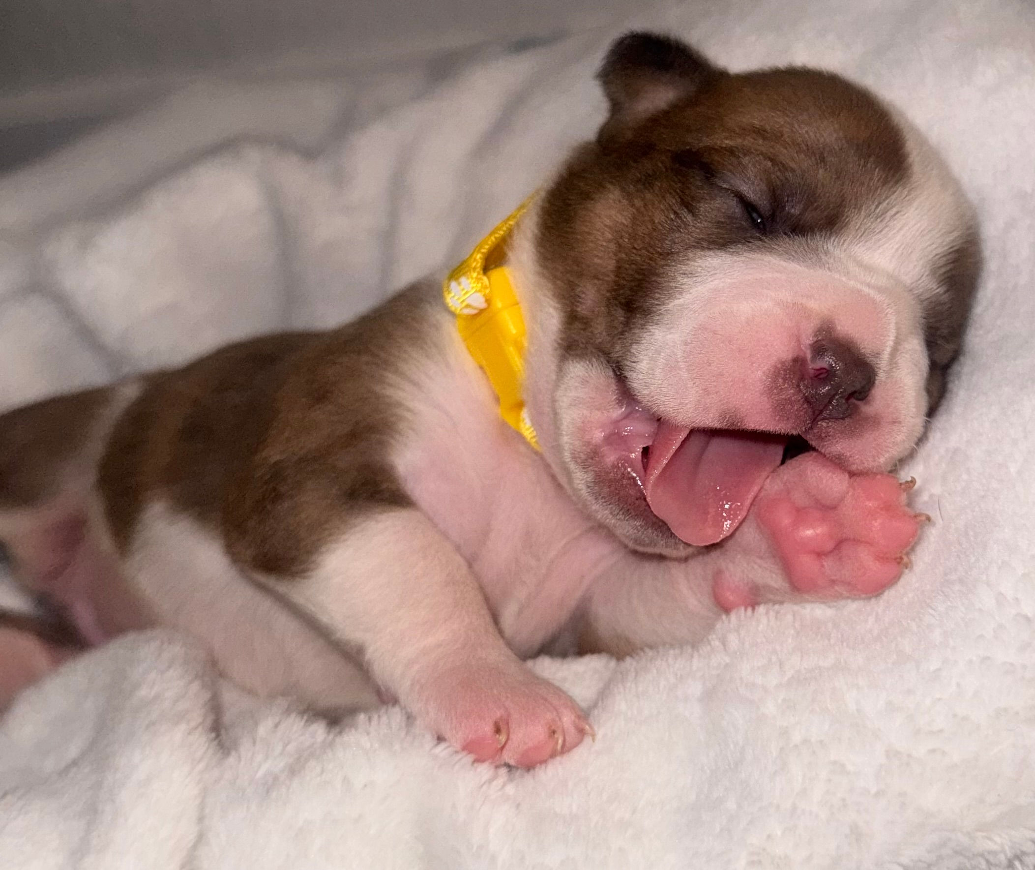 fawn with light brindling and white bulldog sleeping on a white blanket wearing a yellow collar