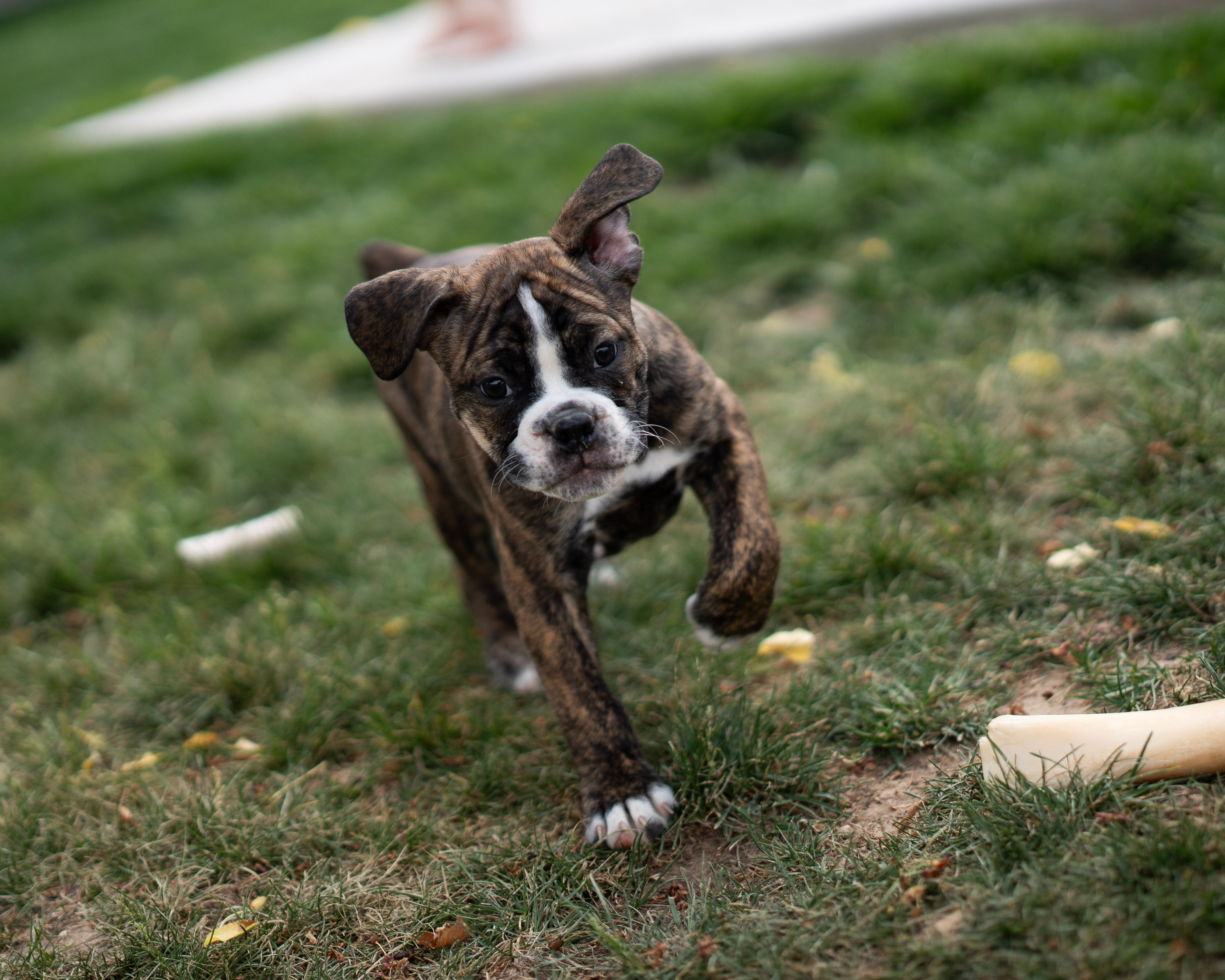 chocolate brindle bulldog with white on her chest and down face only