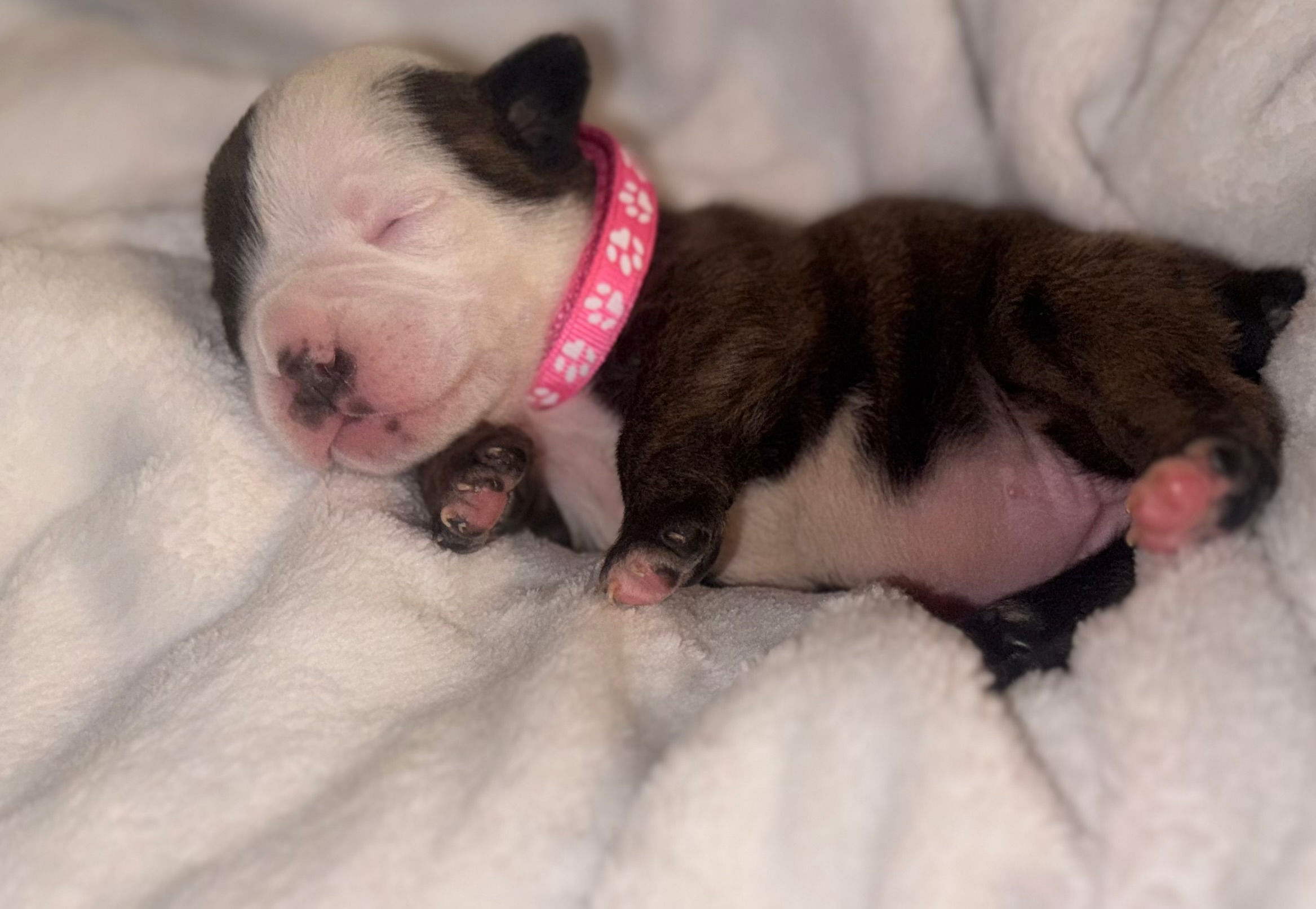 chocolate brindle colored bulldog with a half white half brindle face wearing a pink collar laying on a white blanket