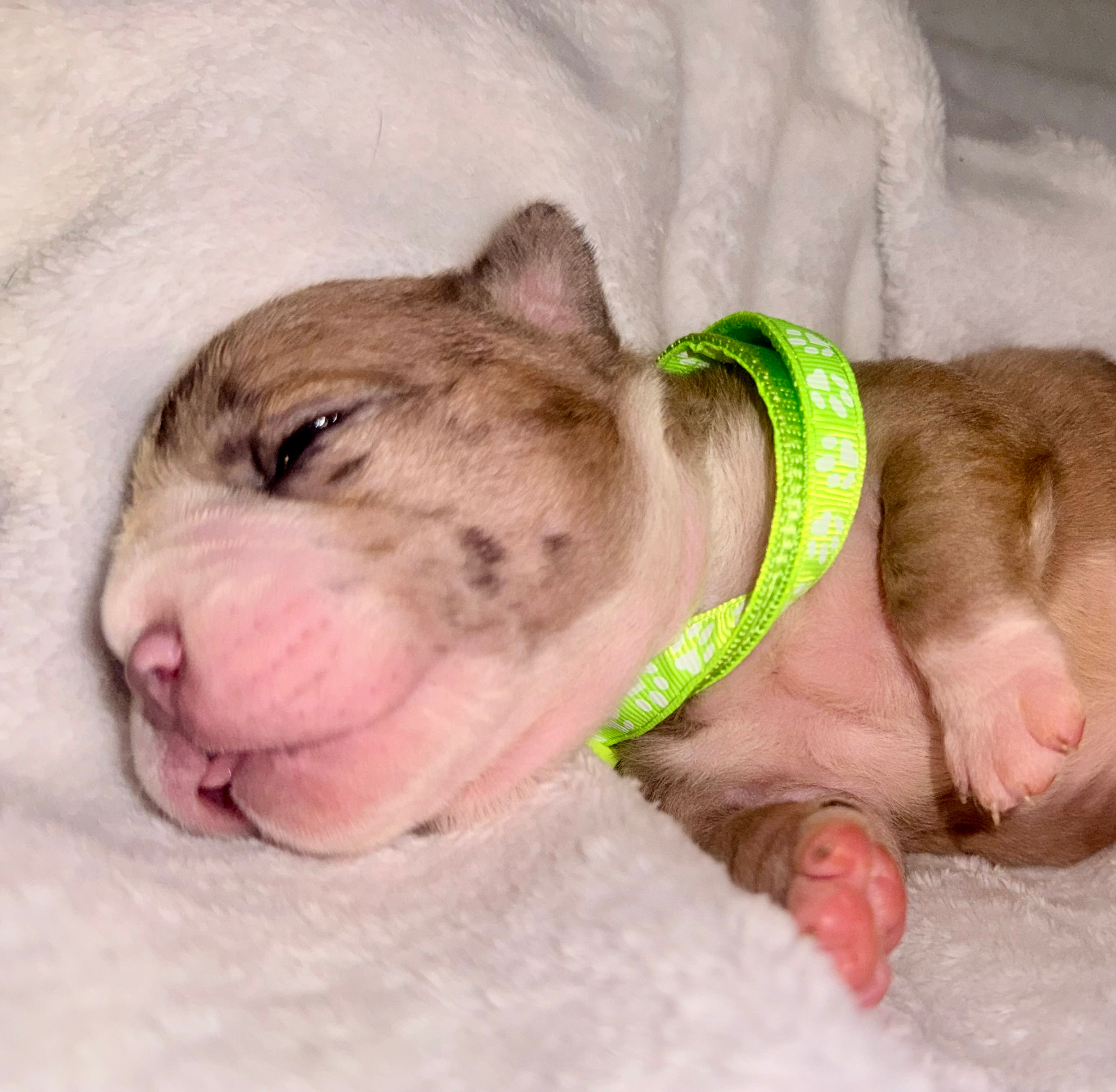 tan tri clolored bulldog with dark speckles on his ears white paws and tan the rest of the body