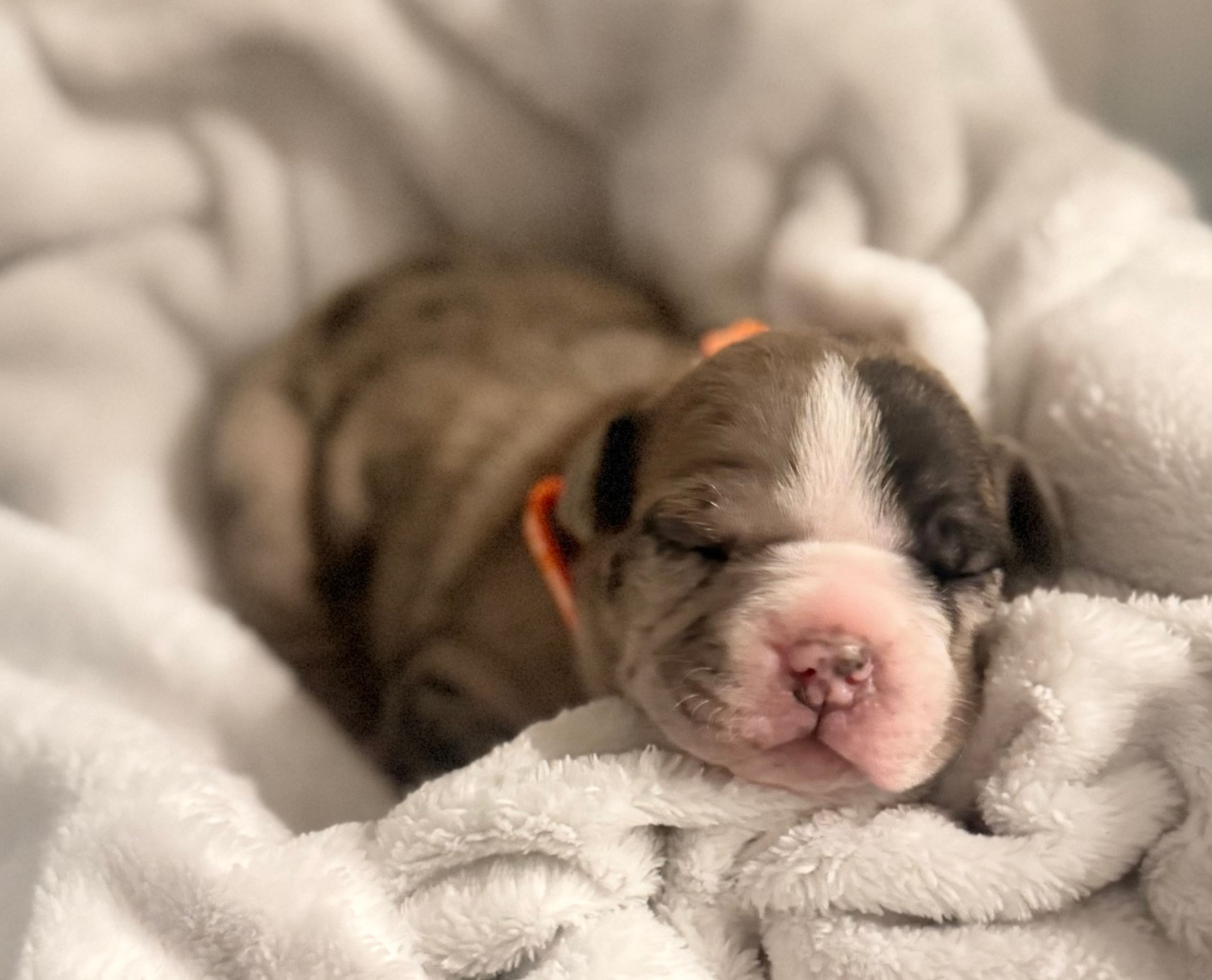Newborn bulldog puppy sleeping on white blanket