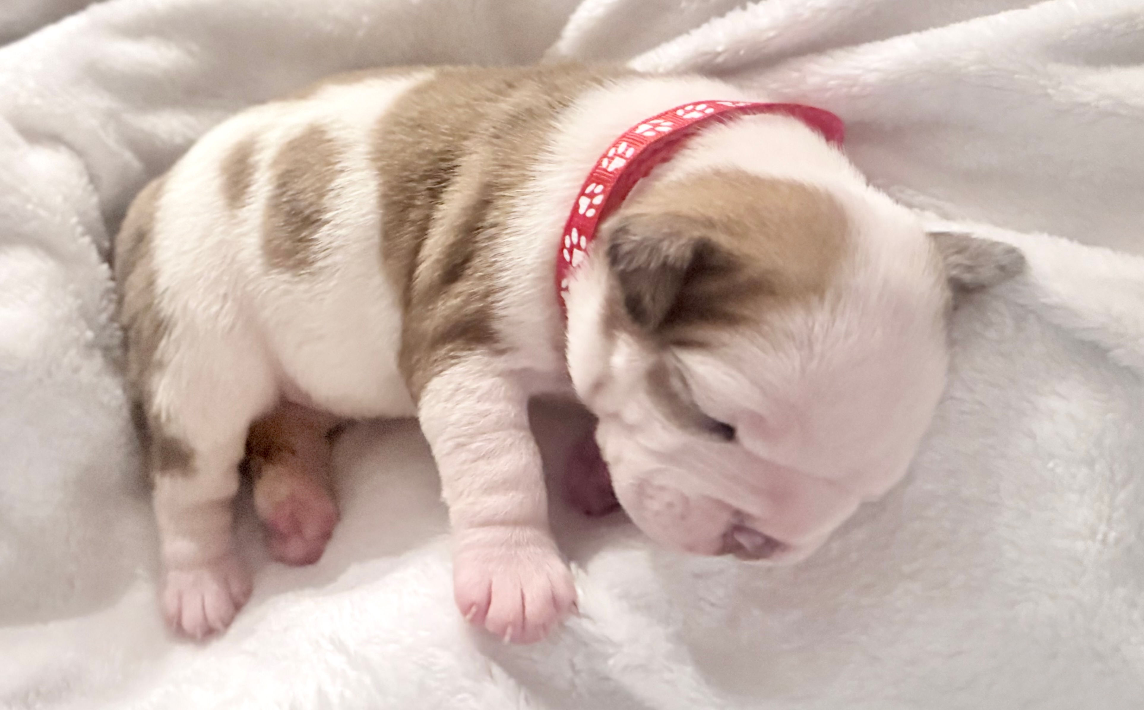 fawn and white bulldog with spotted ears