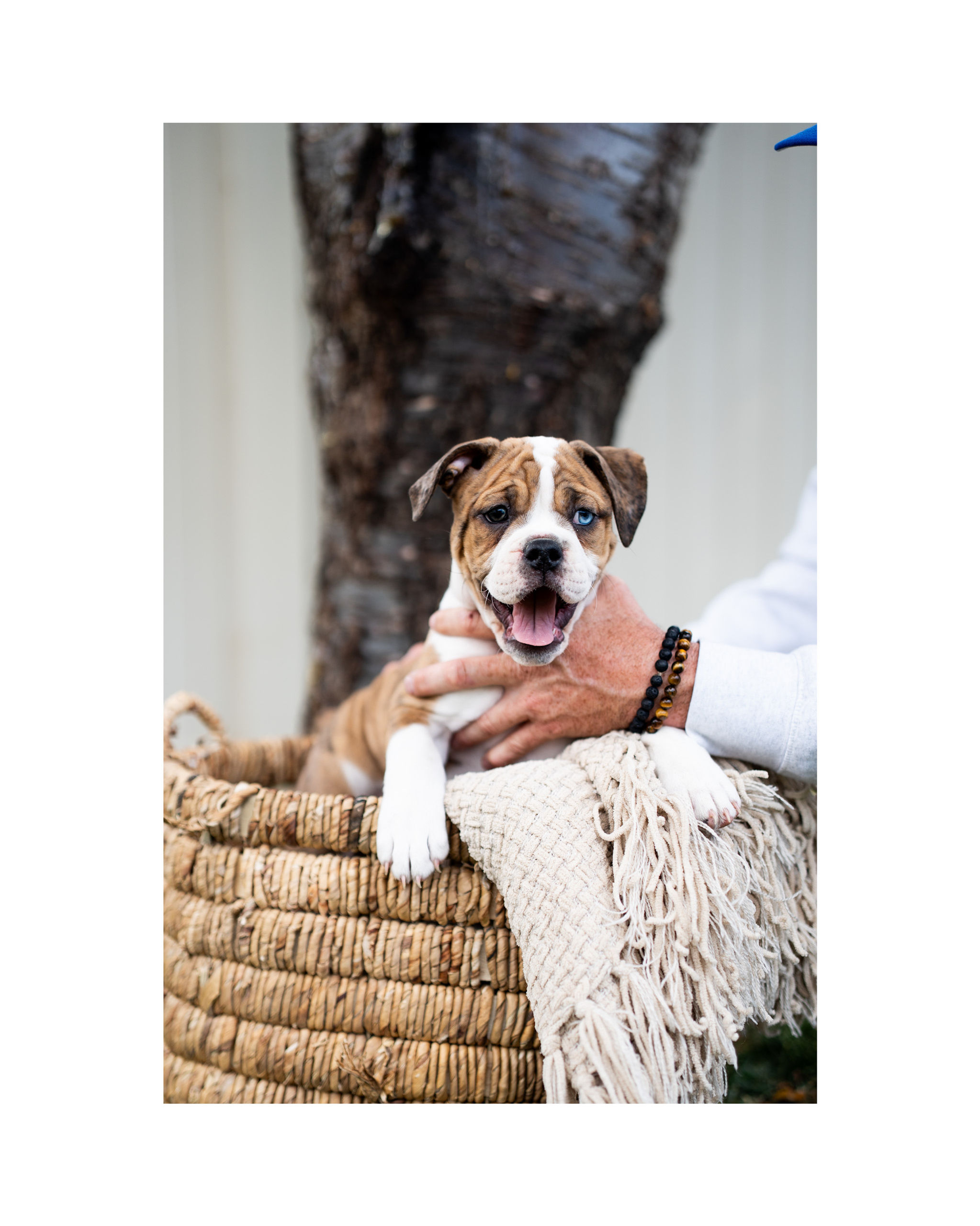 fawn with light brindling and white bulldog standing in a basket looking off into the distance with one bright blue eye
